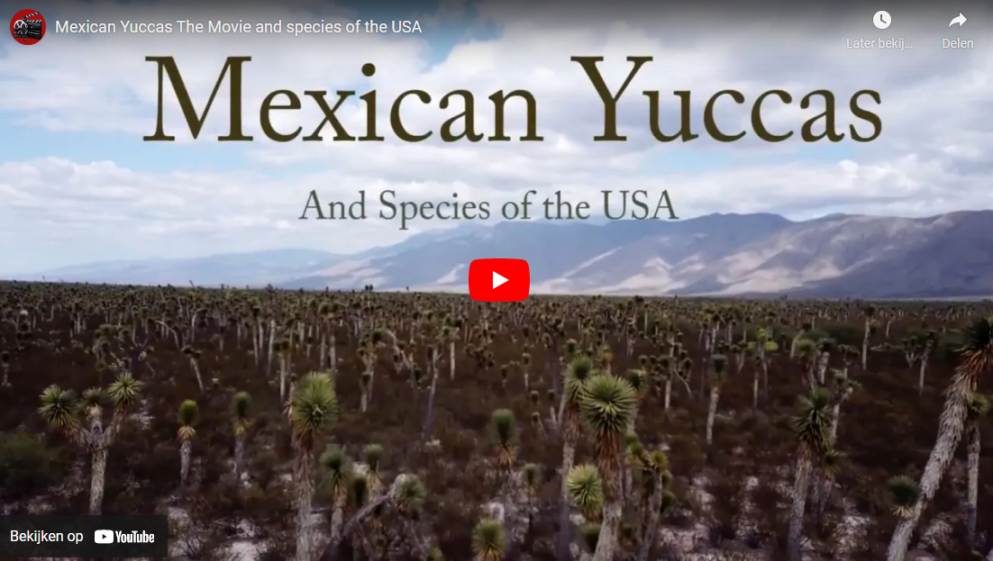Video laden: Mexikanische yucca