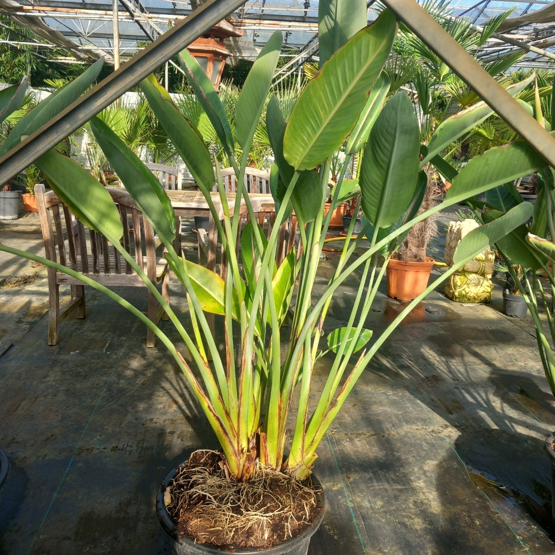 Strelitzia reginae with flowers! Total 150-180 cm, 30ltr. pot