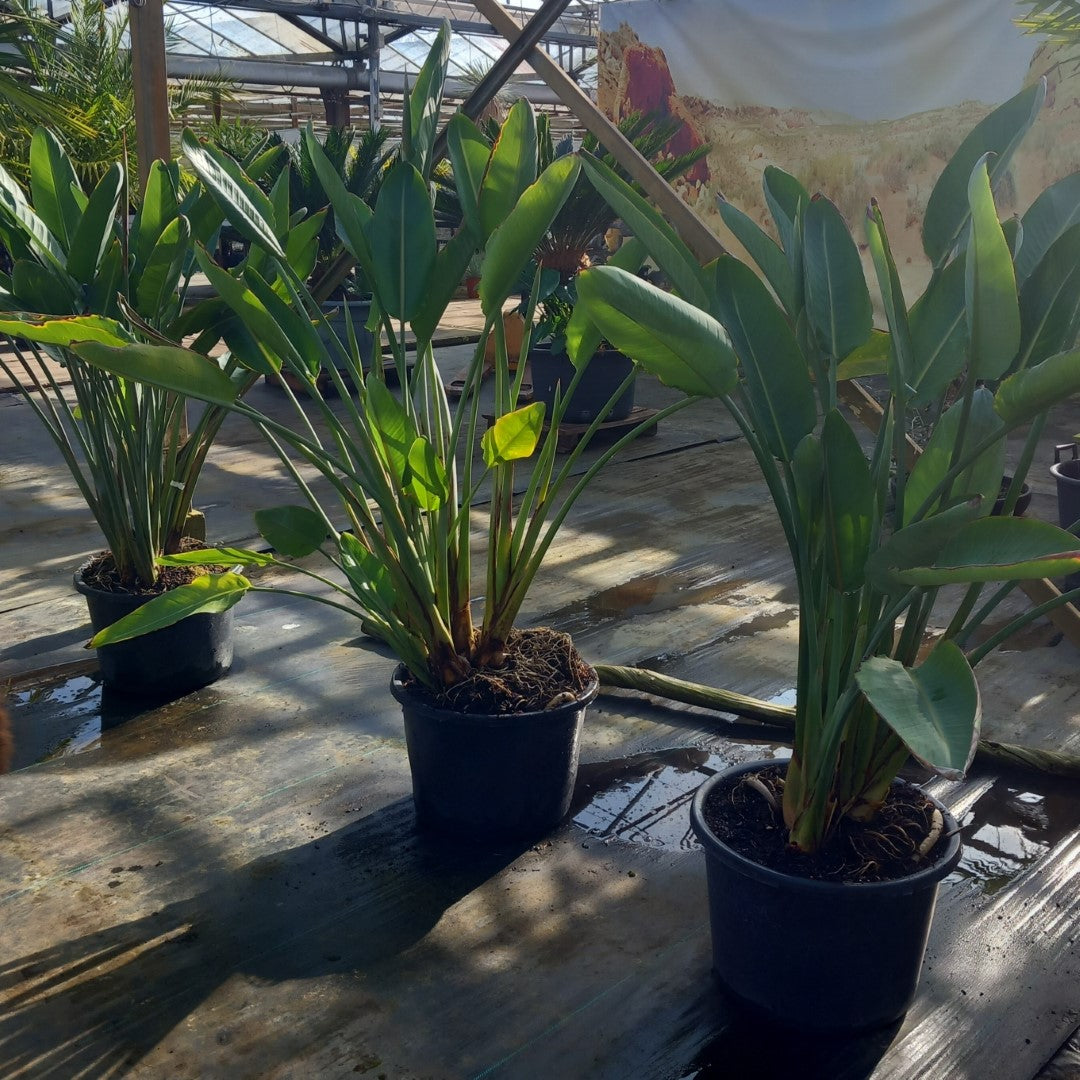 Strelitzia reginae with flowers! Total 150-180 cm, 30ltr. pot