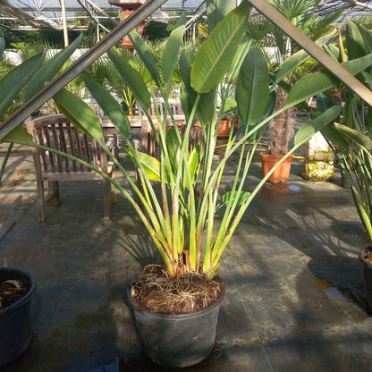 Strelitzia reginae with flowers! Total 150-180 cm, 30ltr. pot