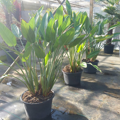 Strelitzia reginae with flowers! Total 150-180 cm, 30ltr. pot