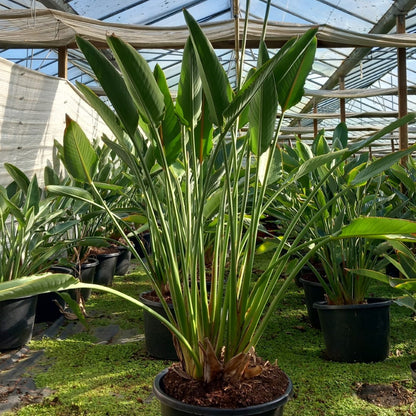 Strelitzia reginae with flowers! Total 150-180 cm, 30ltr. pot