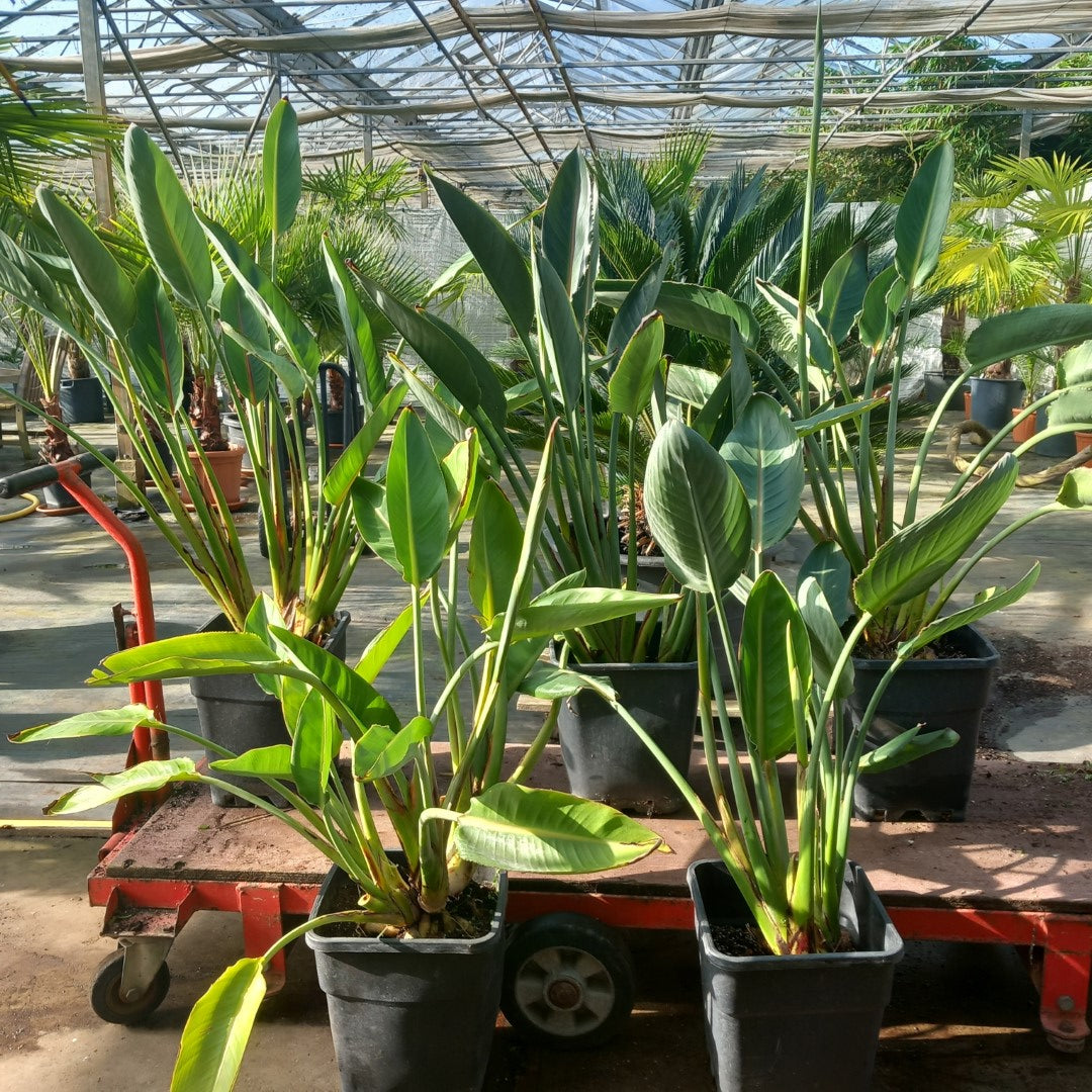 Strelitzia reginae with flower! Total 75-90 cm, 10 ltr. pot