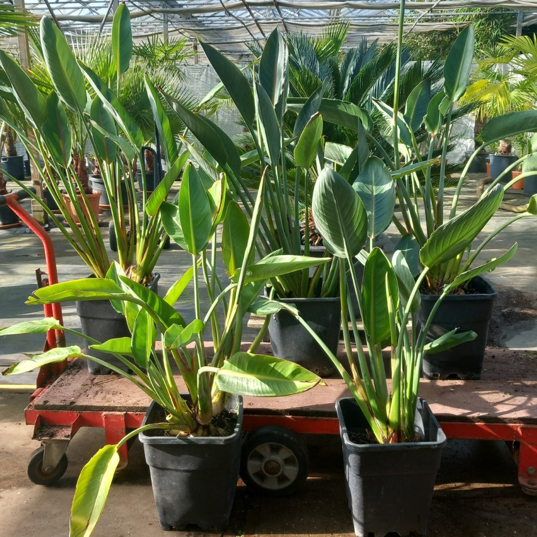 Strelitzia reginae with flower! Total 75-90 cm, 10 ltr. pot