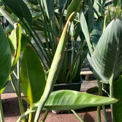 Strelitzia reginae with flower! Total 75-90 cm, 10 ltr. pot