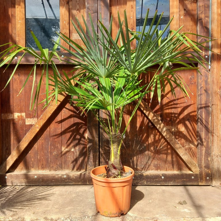 Trachycarpus fortunei, 30 cm trunk/stam