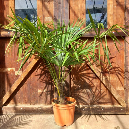 Trachycarpus fortunei, 30 cm trunk/stam