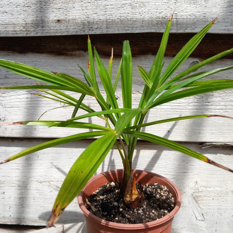 Trachycarpus hybrid: fortunei x princeps