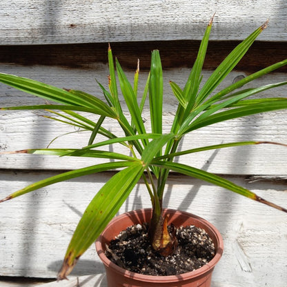 Trachycarpus hybrid: fortunei x princeps