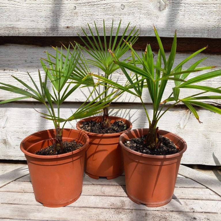 Trachycarpus hybrid: fortunei x princeps
