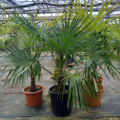 Trachycarpus hybrid: fortunei x princeps