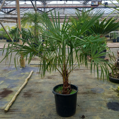 Trachycarpus hybrid: fortunei x princeps