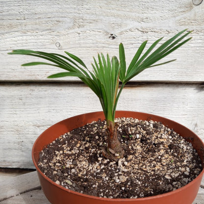 Trachycarpus hybrid: nainital x princeps
