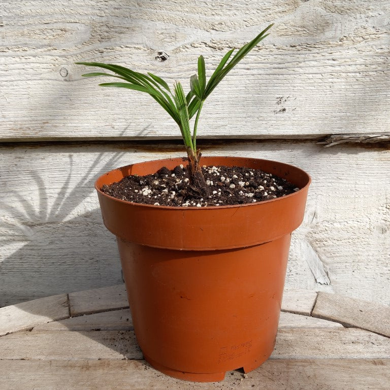 Trachycarpus hybrid: nainital x princeps