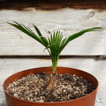 Trachycarpus hybrid: nainital x princeps