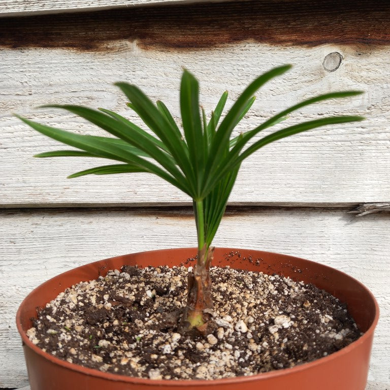 Trachycarpus hybrid: nainital x princeps