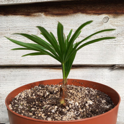 Trachycarpus hybrid: nainital x princeps