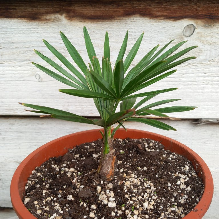 Trachycarpus hybrid: nainital x princeps