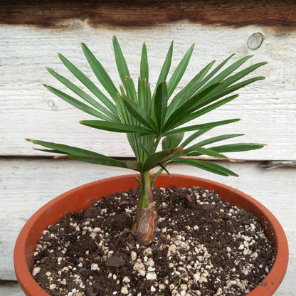 Trachycarpus hybrid: nainital x princeps
