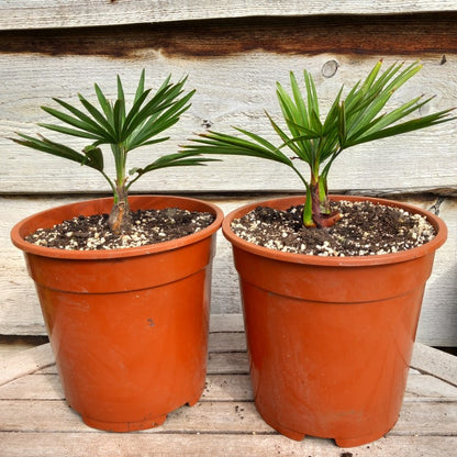 Trachycarpus hybrid: nainital x princeps