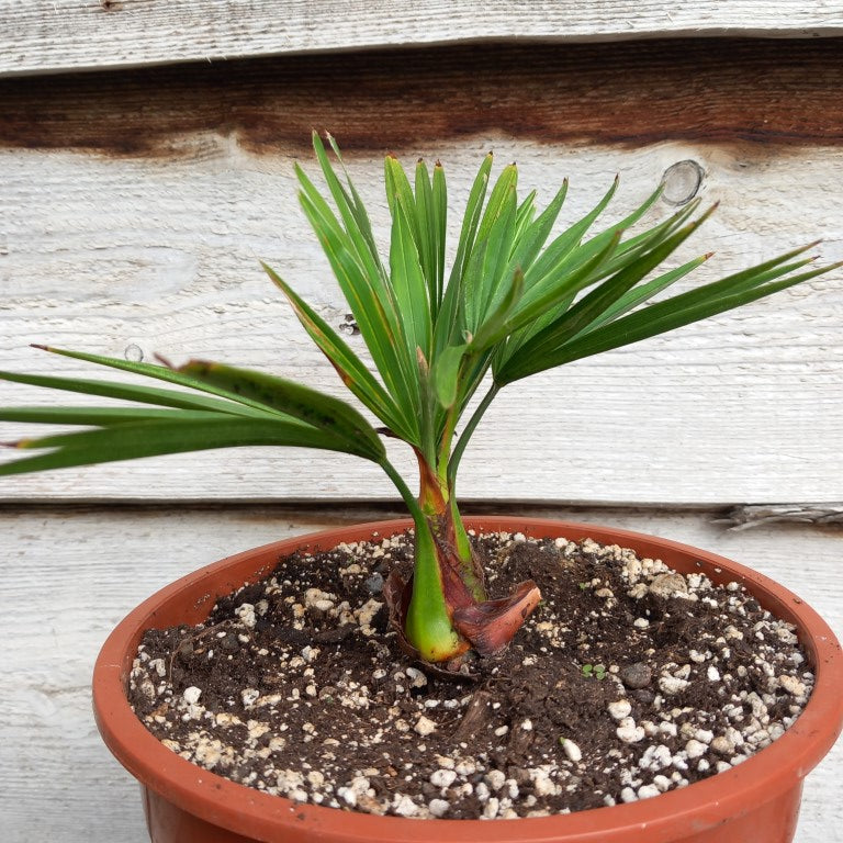 Trachycarpus hybrid: nainital x princeps