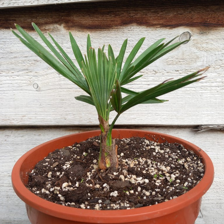 Trachycarpus hybrid: nainital x princeps