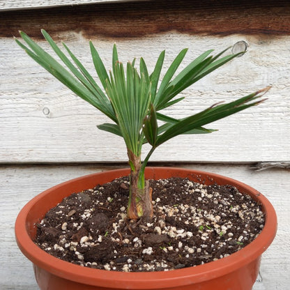 Trachycarpus hybrid: nainital x princeps