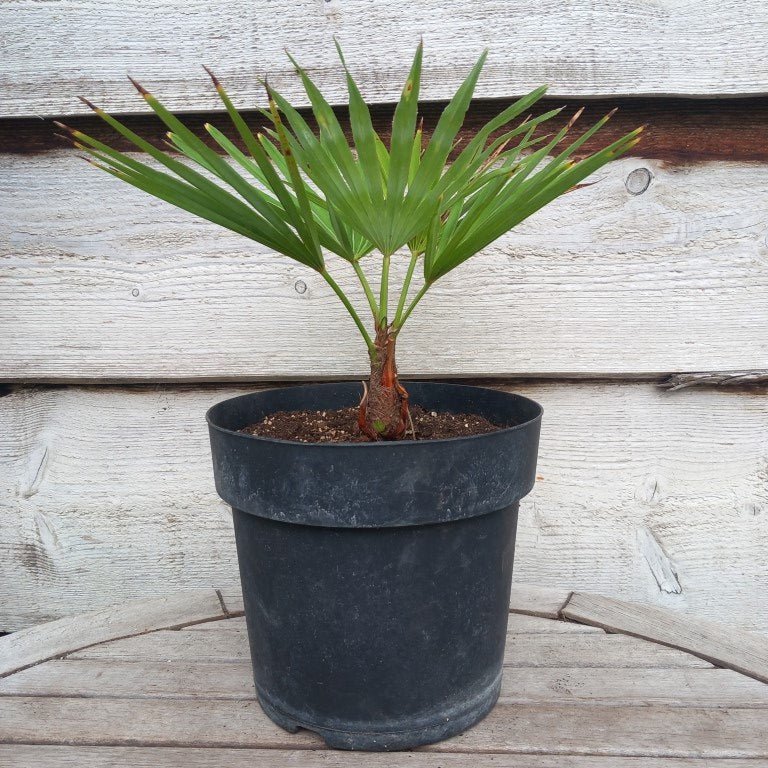 Trachycarpus hybrid: princeps x wagnerianus, stem/total 7/27/41 cm