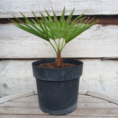 Trachycarpus hybrid: princeps x wagnerianus, stem/total 7/27/41 cm