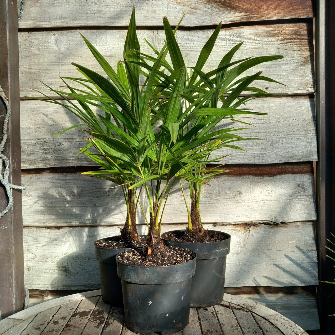Trachycarpus fortunei sp. Tesan