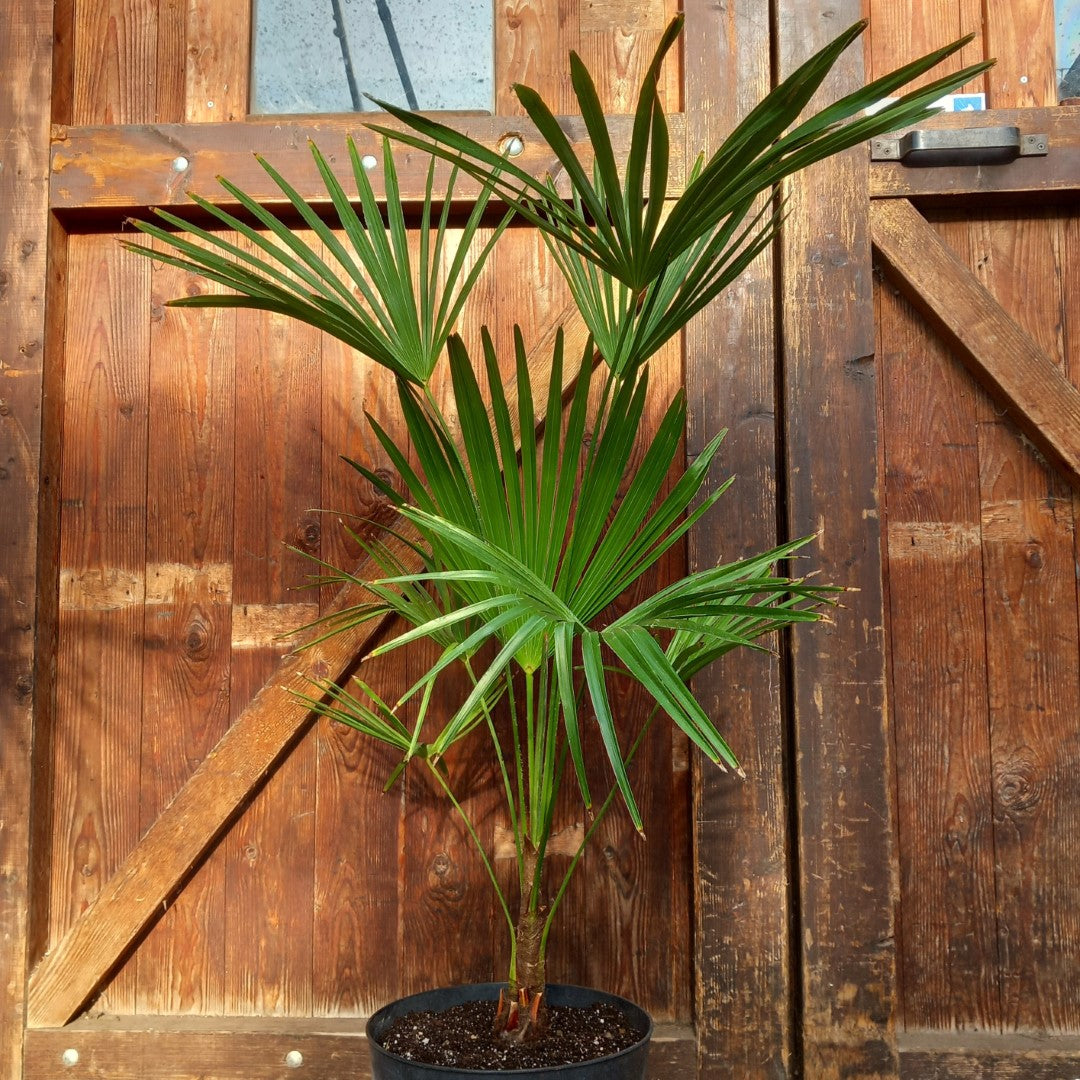Trachycarpus hybrid: wagnerianus x princeps, total 100-120 cm
