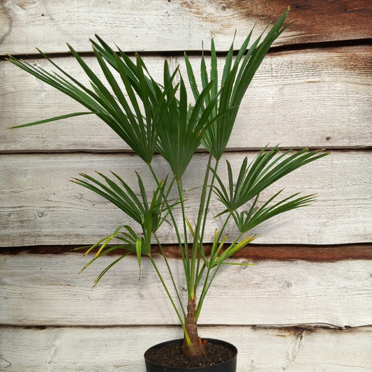 Trachycarpus hybrid: wagnerianus x princeps, stem/total 10-15/80-90 cm, 5 ltr. pot