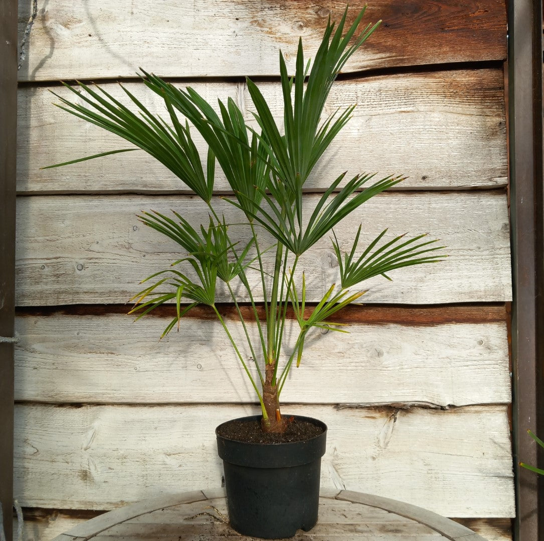 Trachycarpus hybrid: wagnerianus x princeps, stem/total 10-15/80-90 cm, 5 ltr. pot