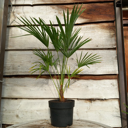 Trachycarpus hybrid: wagnerianus x princeps, stem/total 10-15/80-90 cm, 5 ltr. pot