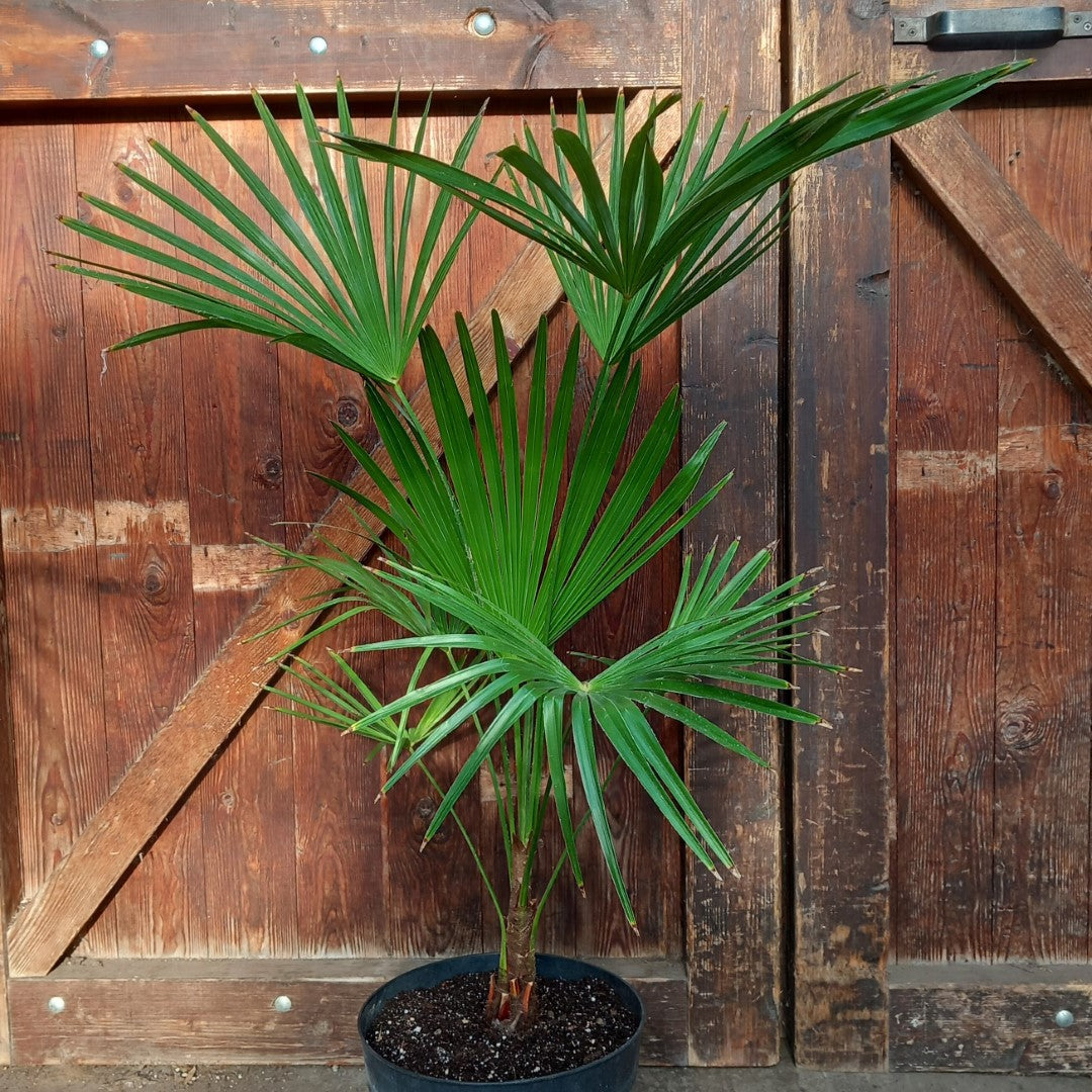 Trachycarpus hybrid: wagnerianus x princeps, total 100-120 cm