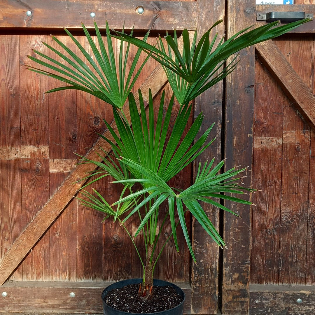 Trachycarpus hybrid: wagnerianus x princeps, total 100-120 cm