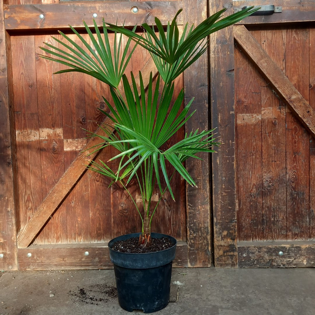 Trachycarpus hybrid: wagnerianus x princeps, total 100-120 cm