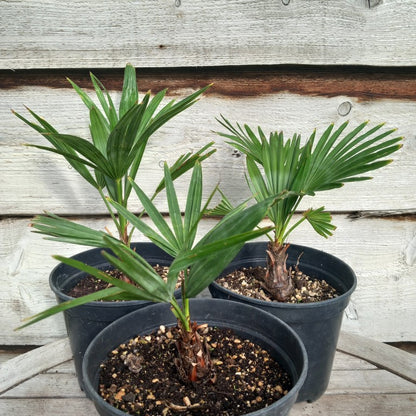 Trachycarpus hybrid: wagnerianus x princeps, stem 6-8 cm