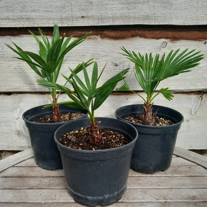 Trachycarpus hybrid: wagnerianus x princeps, stamm 6-8 cm