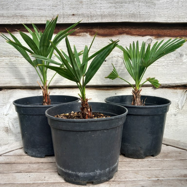 Trachycarpus hybrid: wagnerianus x princeps, stam 6-8 cm