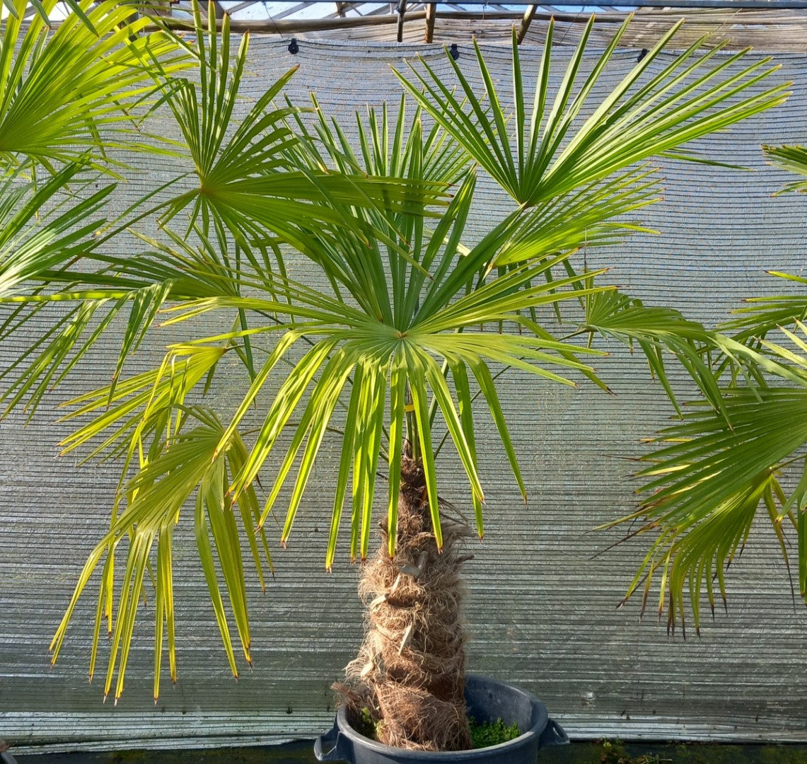 Trachycarpus winsan, trunk/stem 70 cm (No. 12)