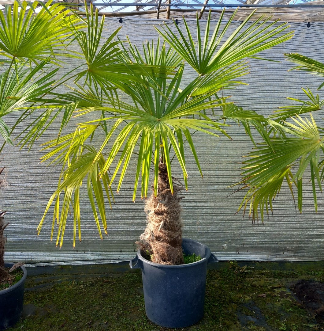 Trachycarpus winsan, trunk/stem 70 cm (No. 12)