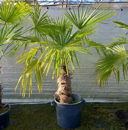 Trachycarpus winsan, trunk/stem 70 cm (No. 12)