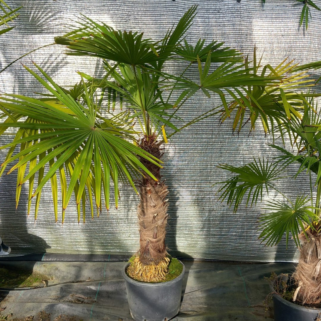 Trachycarpus winsan, trunk/stem 70 cm (No. 4)