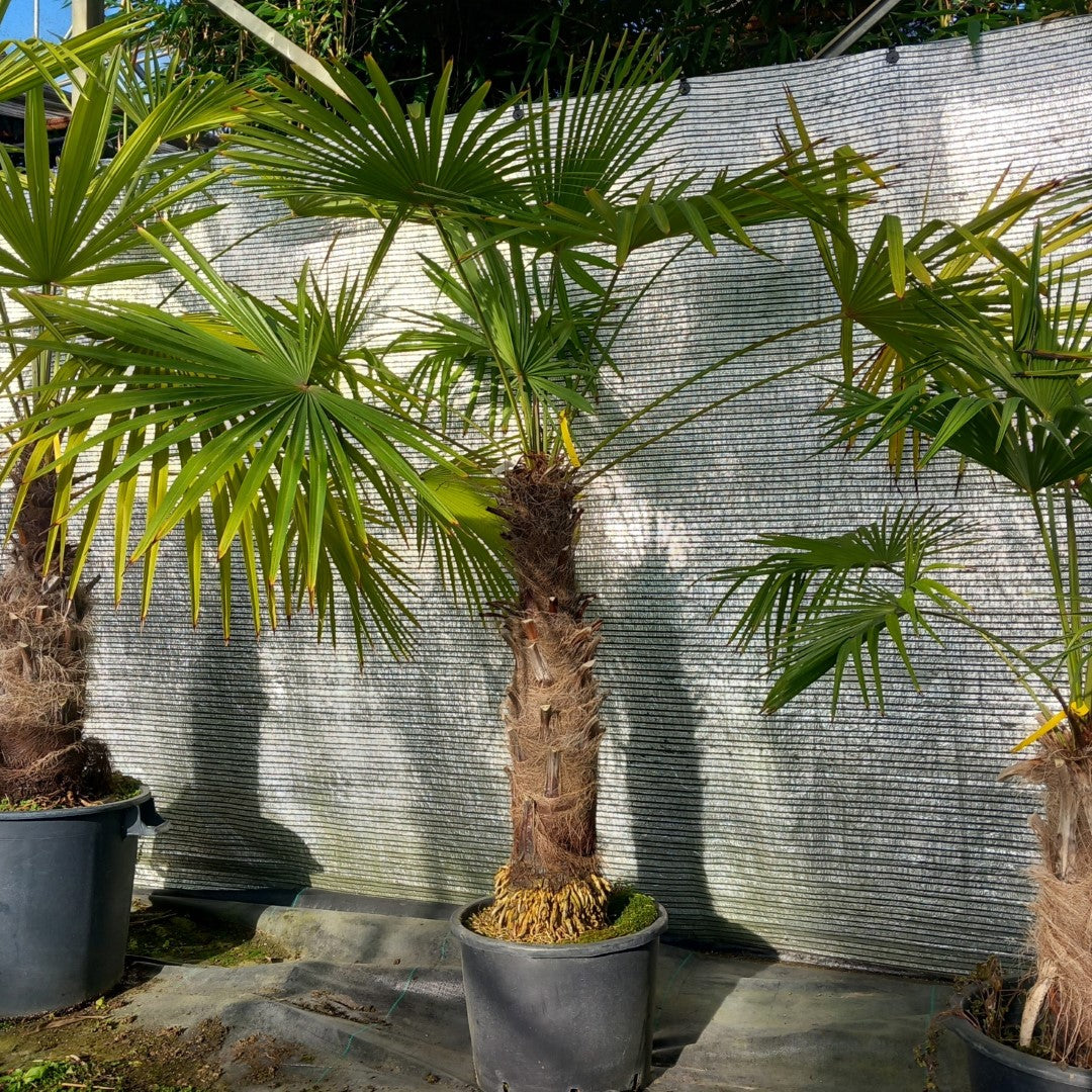 Trachycarpus winsan, trunk/stem 70 cm (No. 4)
