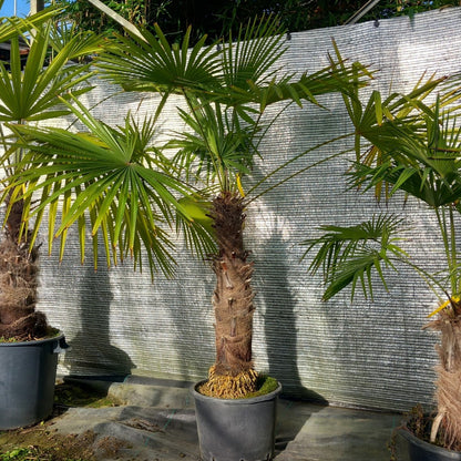 Trachycarpus winsan, trunk/stem 70 cm (No. 4)