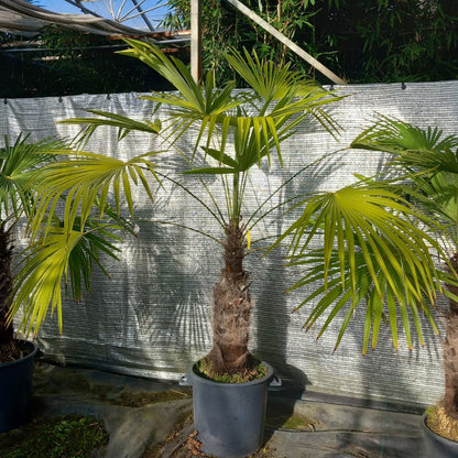 Trachycarpus winsan, trunk/stem 70 cm (No. 7)