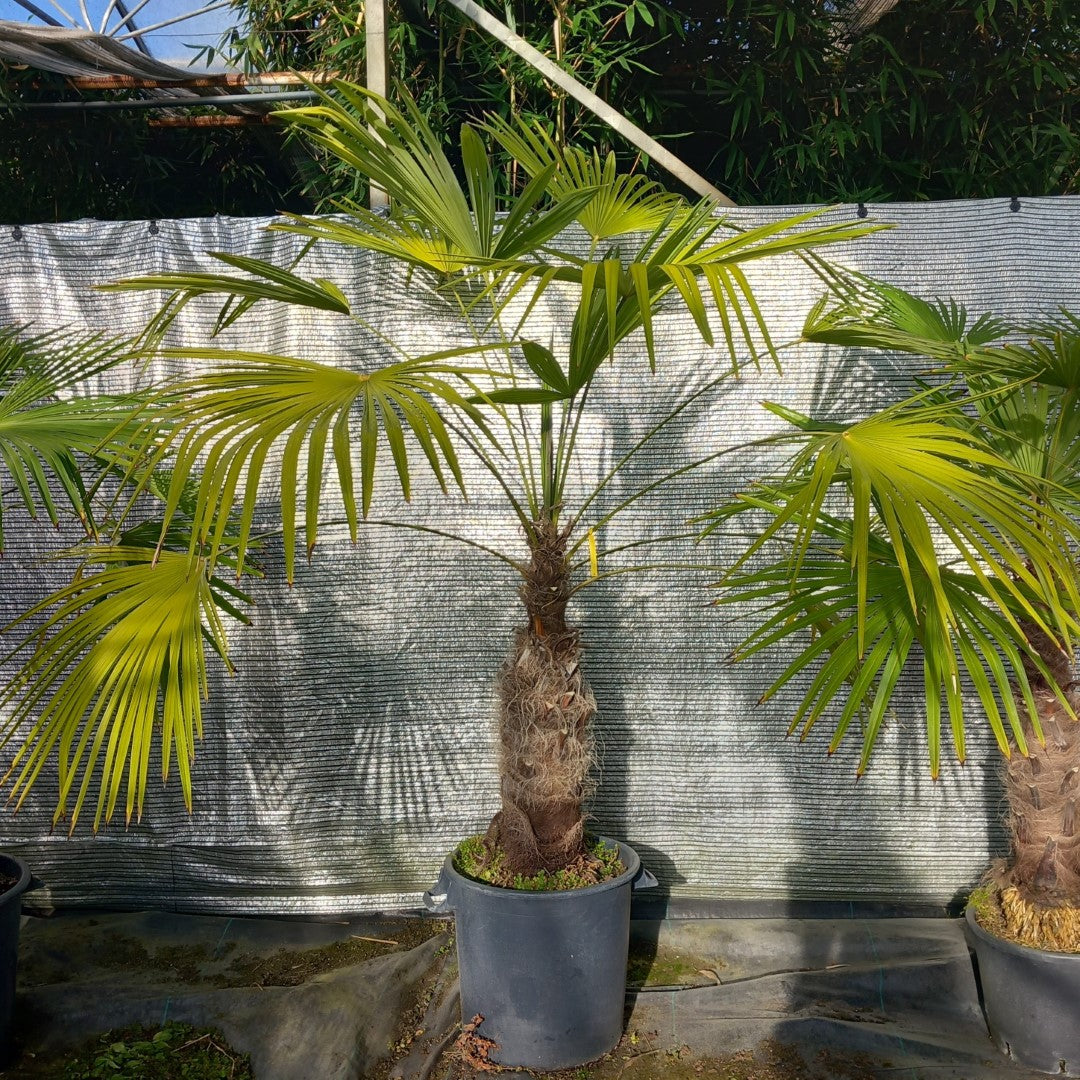 Trachycarpus winsan, trunk/stem 70 cm (No. 7)