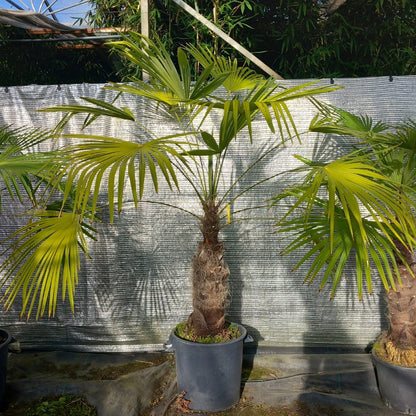 Trachycarpus winsan, trunk/stem 70 cm (No. 7)