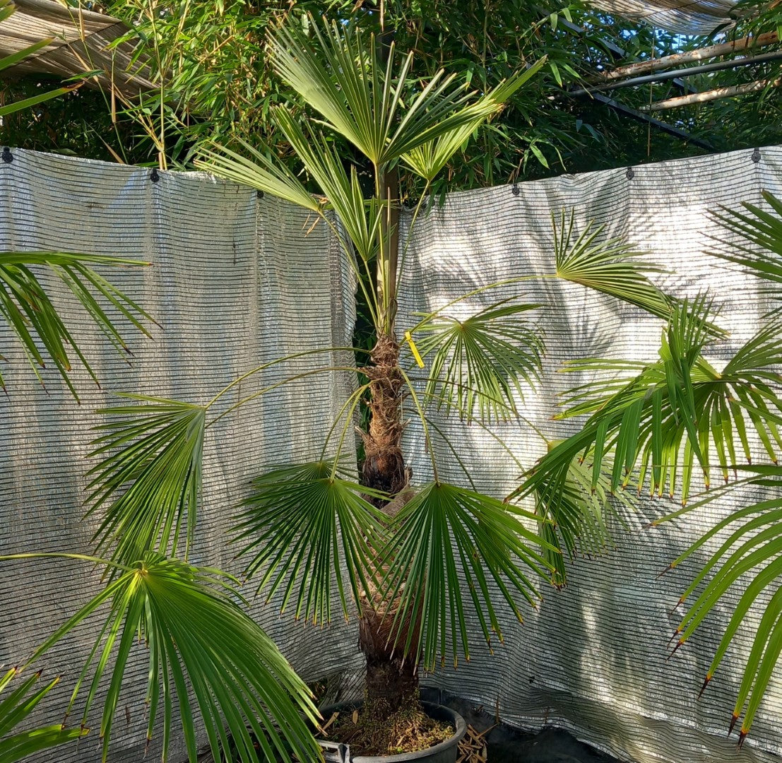 Trachycarpus winsan, trunk/stem 105 cm (No. 9)